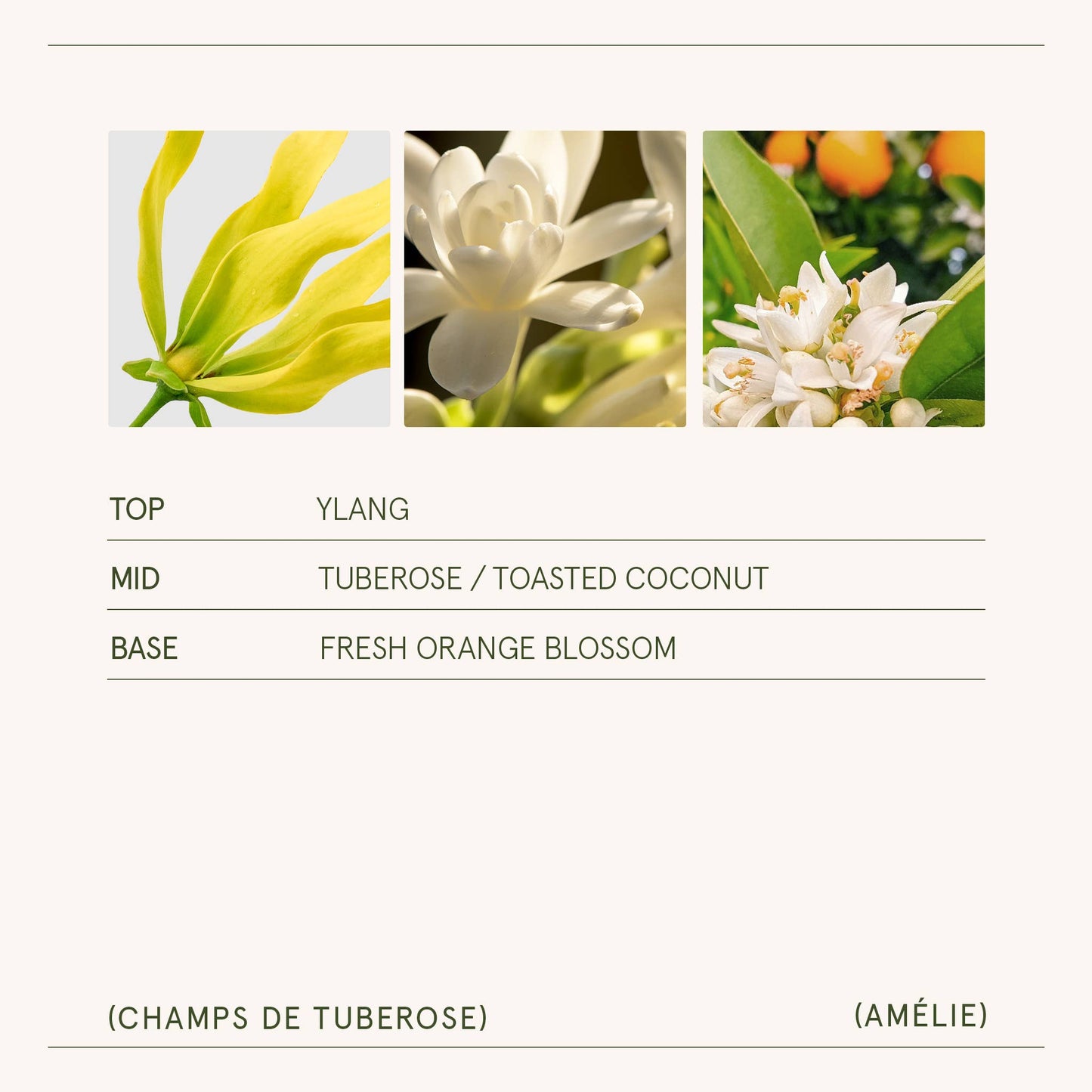 Amélie - Champs de Tuberose 7oz Candle