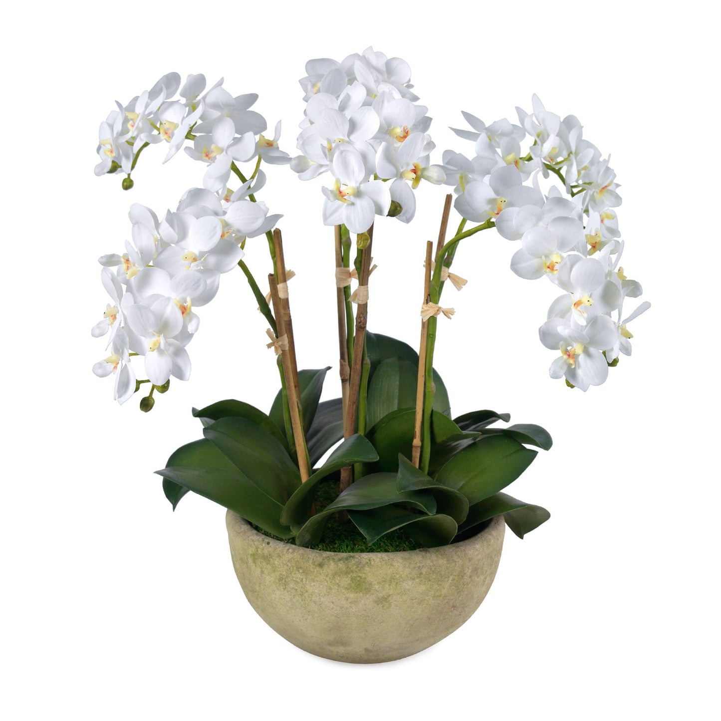 Small Orchids in Moss Bowl