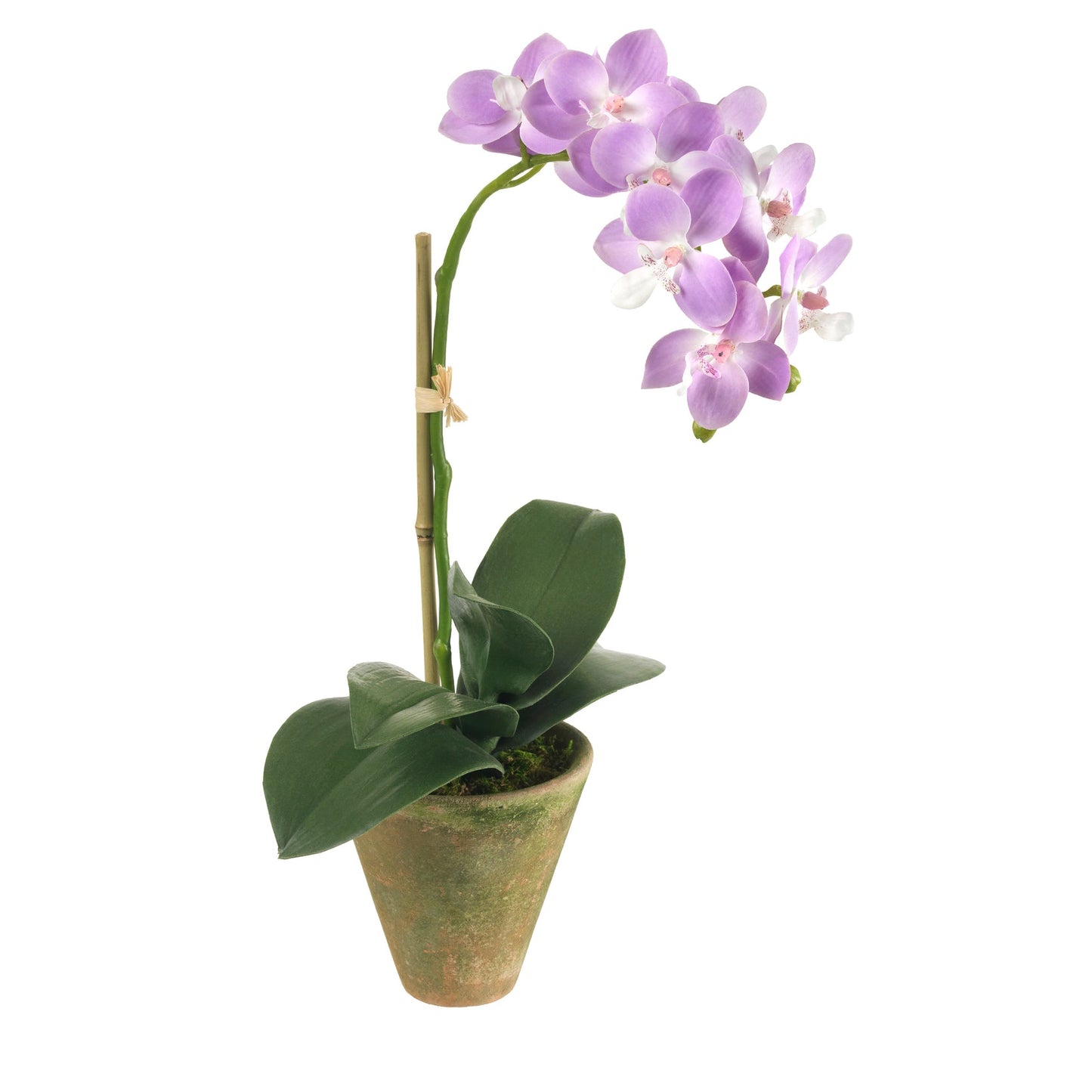 Lavender Orchid in Moss Pot