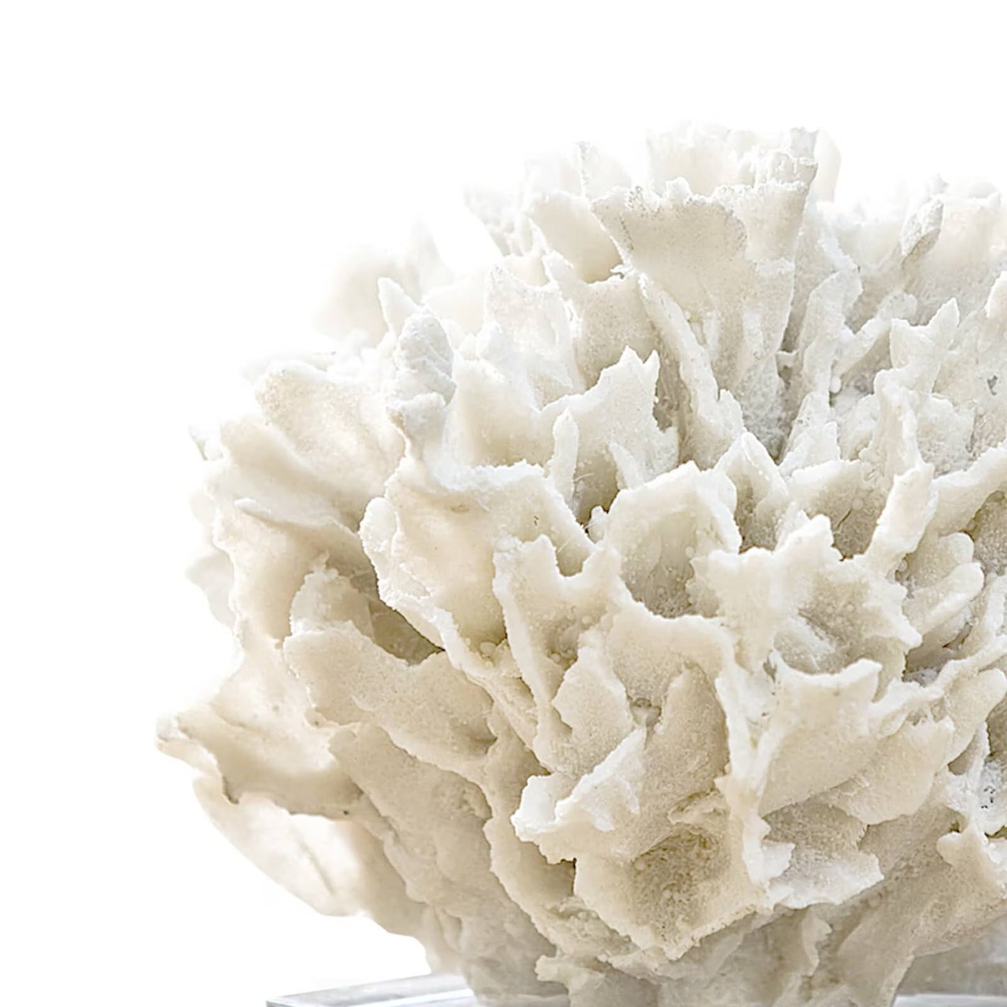 Ribbon Coral - White