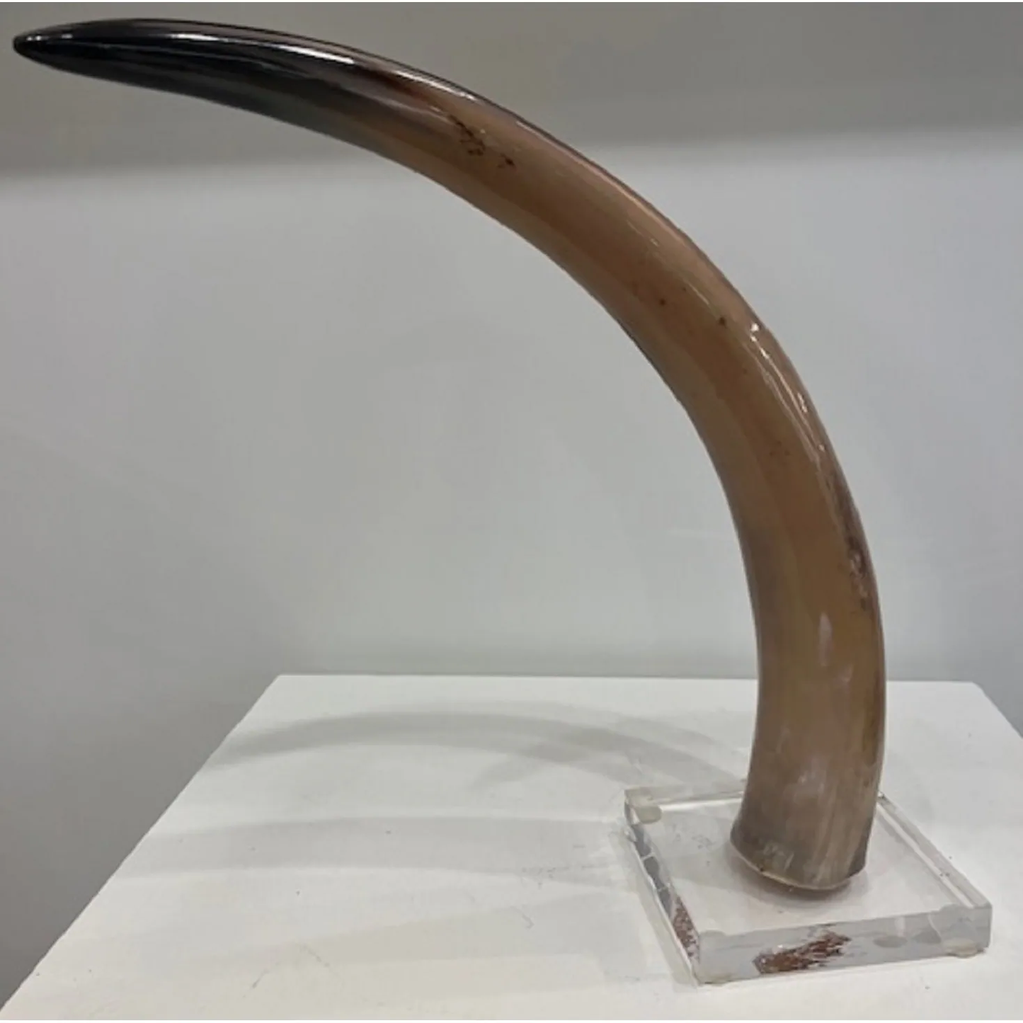 Portico Horn Decor Natural 5"x21"