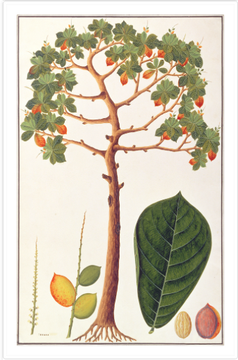 Anglo Indian Trees Print