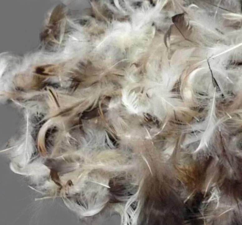 Down Feather Throw Pillow Insert: 22" x 22"