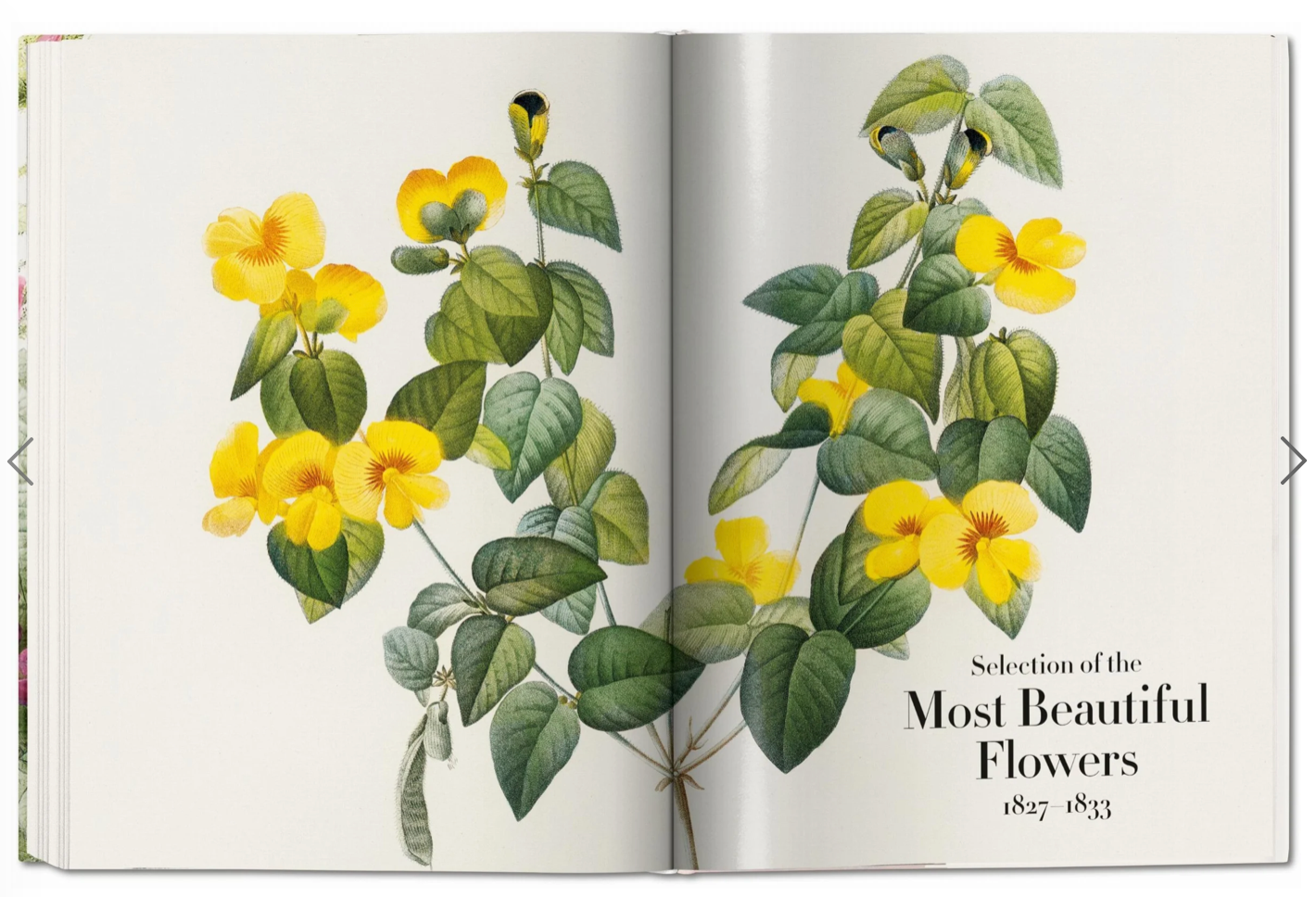 Redoute: The Book of Flowers