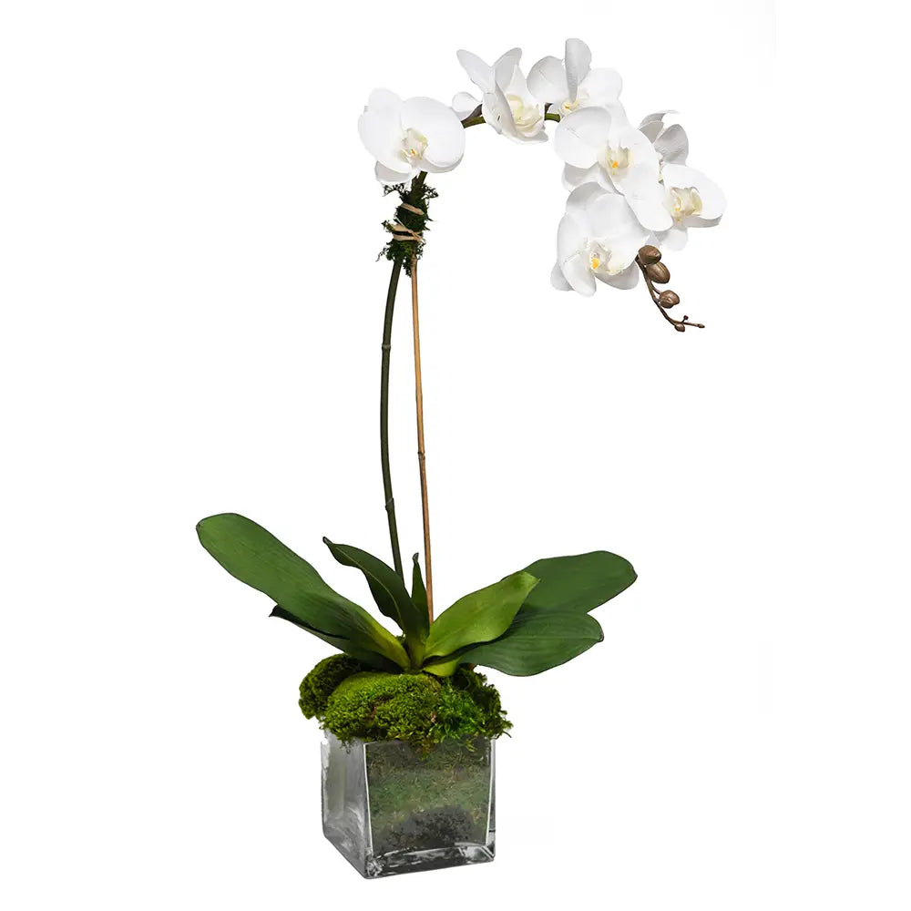 White Orchid 5" Glass Cube