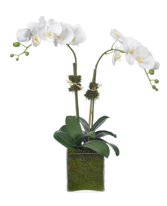 Mod Squad Orchid