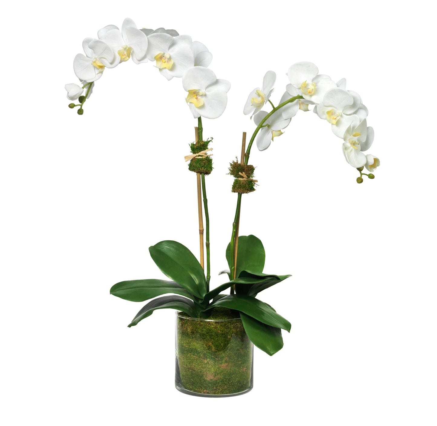 Two Stem Orchid in Glass Cube