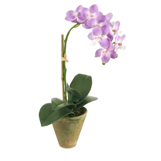 Lavender Orchid in Moss Pot