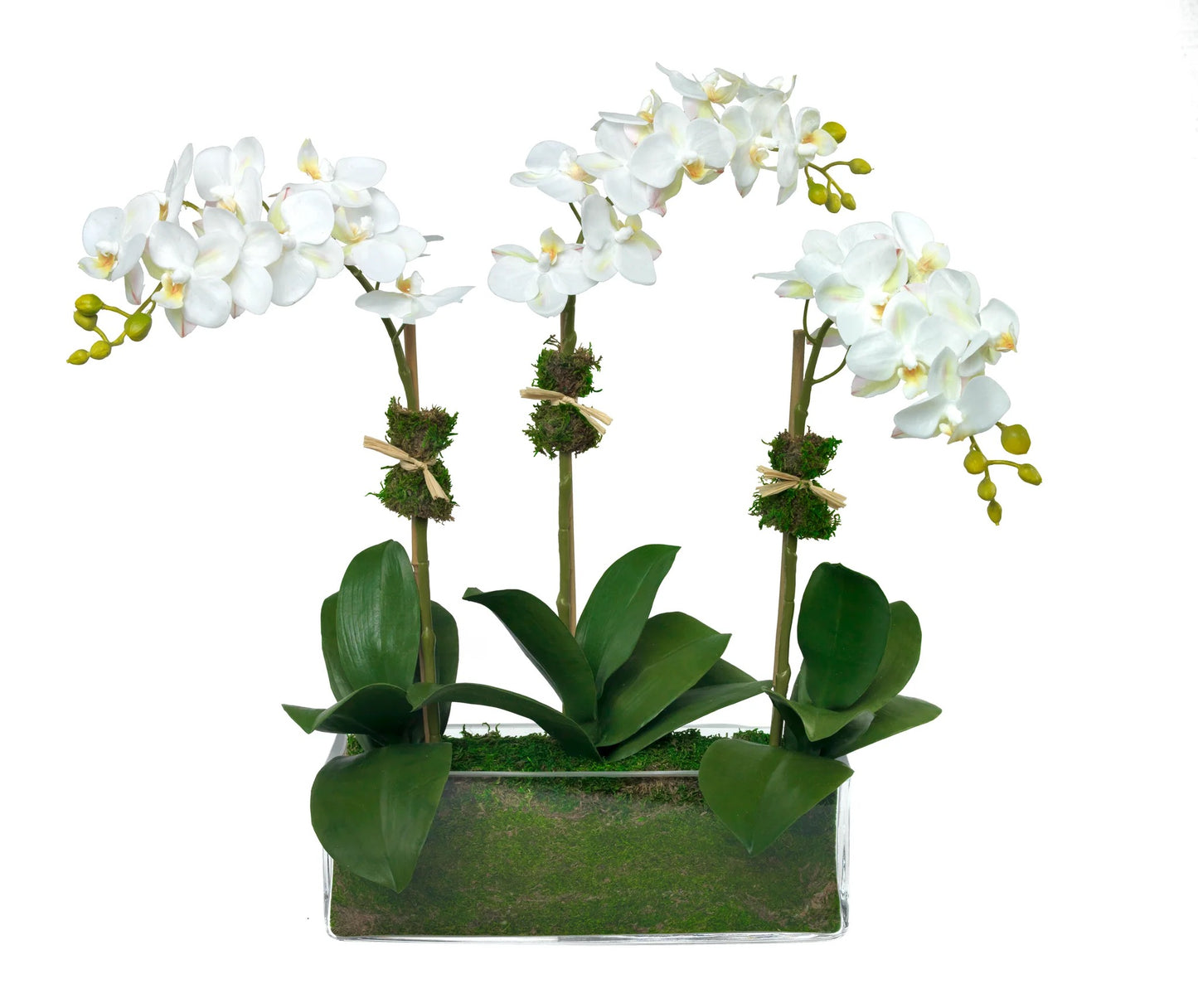Three Stem Orchid In Glass Cube