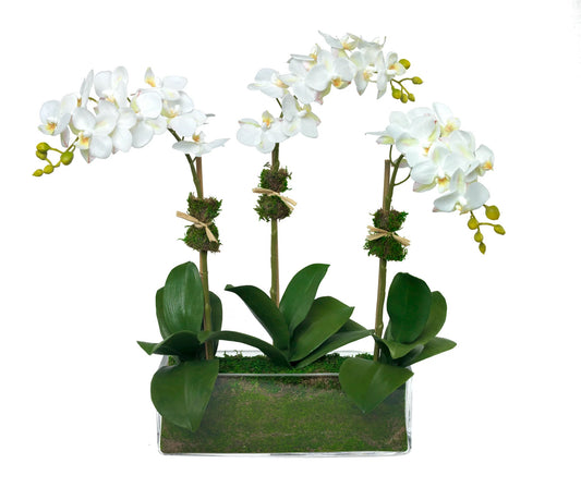 Three Stem Orchid In Glass Cube