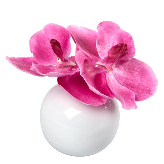 Pink Vanda Blossom
