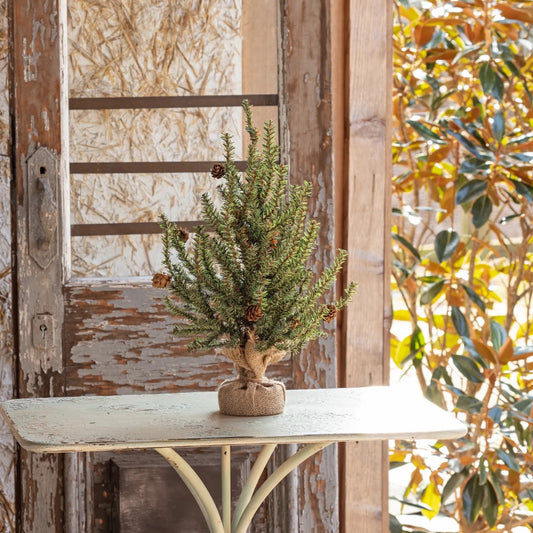 Douglas Fir Seedling Tree 18"