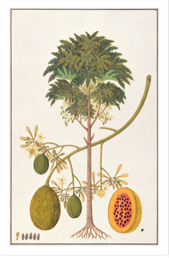 Anglo-Indian Fig Tree Print