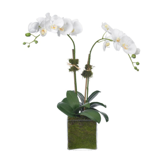 Mod Squad Orchid