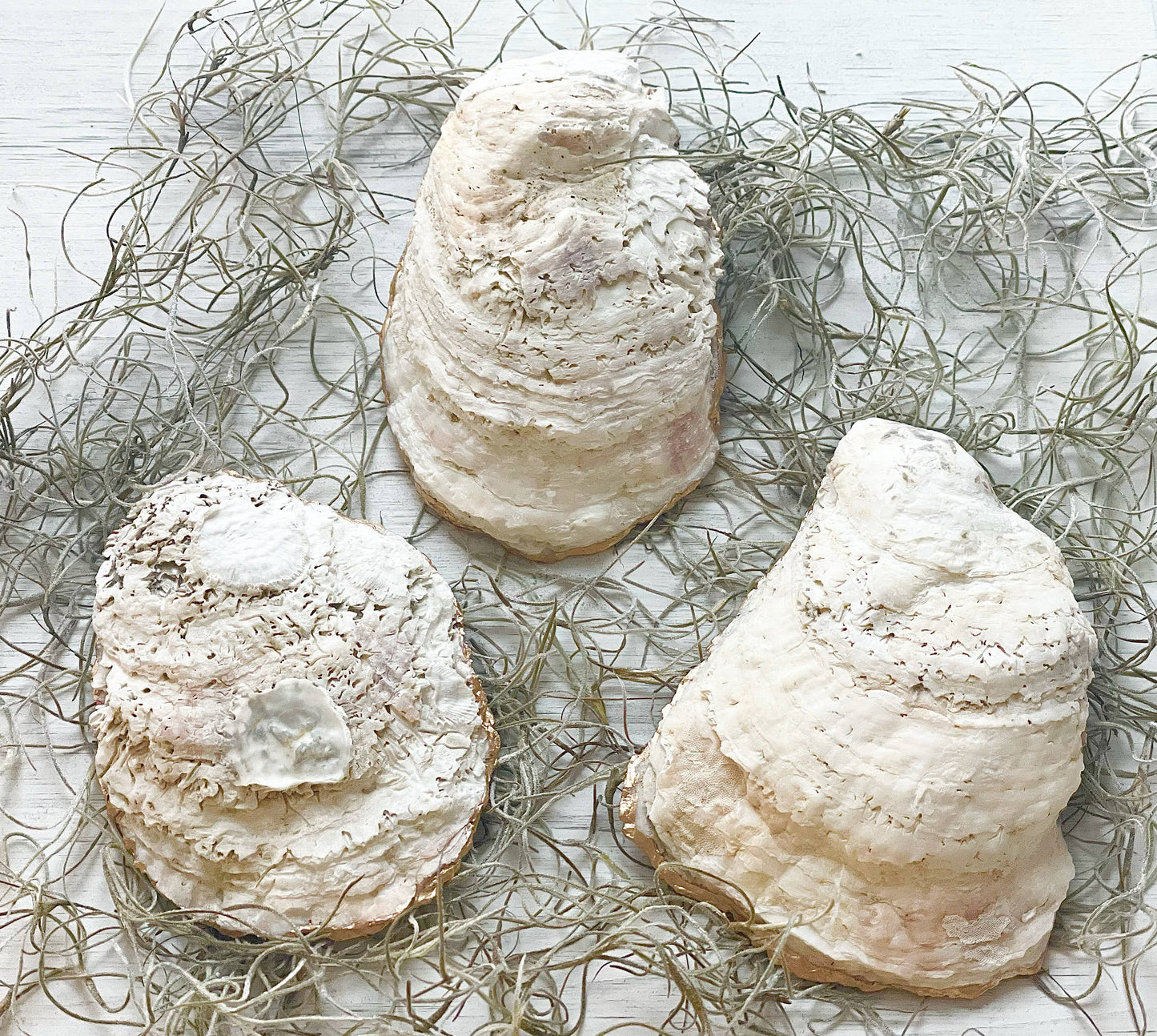 Pearlized Oyster Trinket Dish