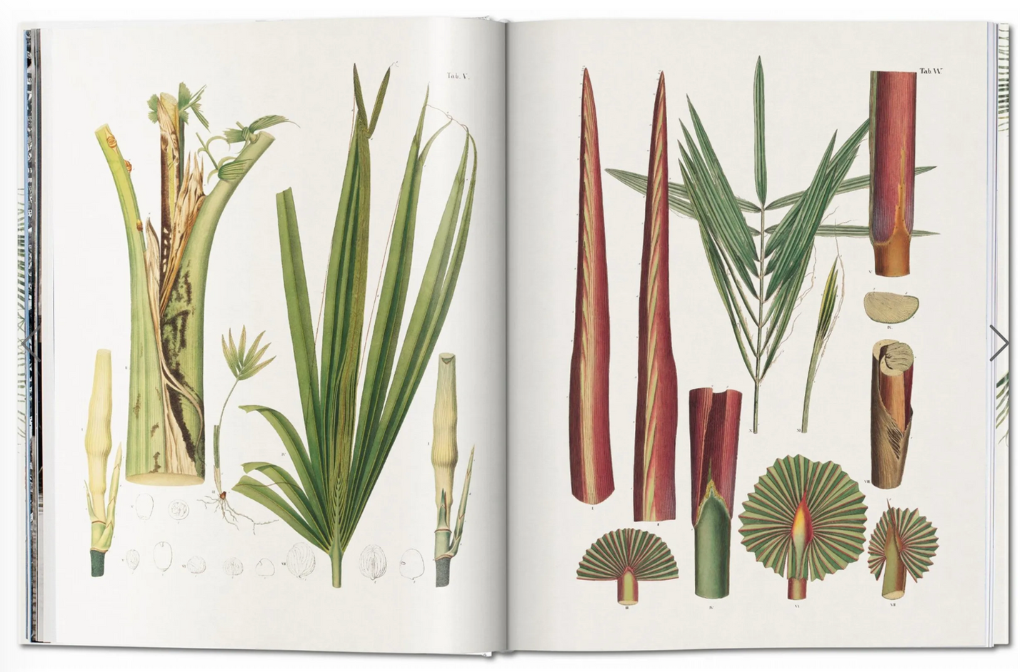 Martius: The book of Palms
