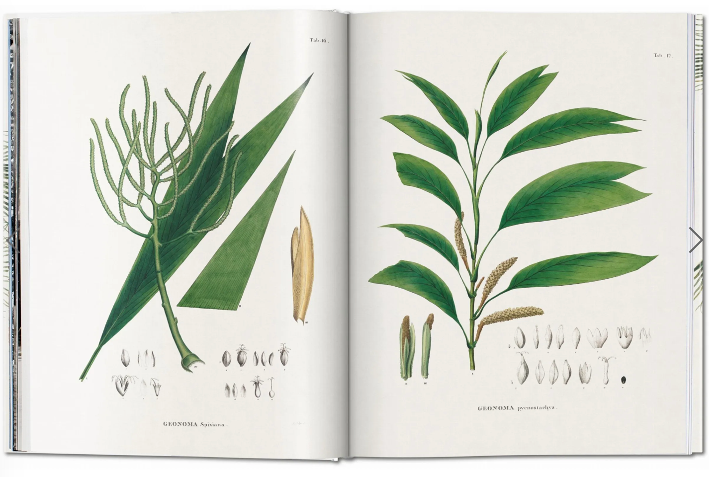 Martius: The book of Palms