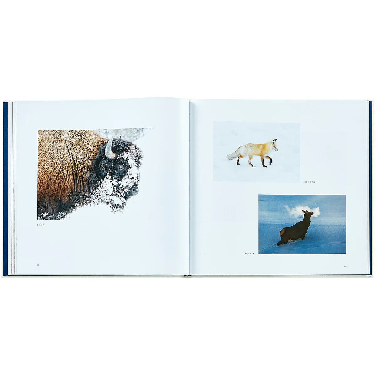 Yellowstone - A land of Wild and Wonder - Book