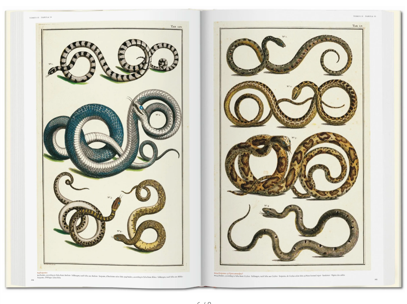 Seba. Cabinet of Natural Curiosities