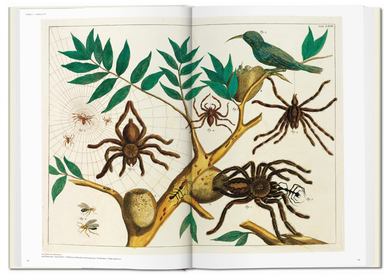 Seba. Cabinet of Natural Curiosities