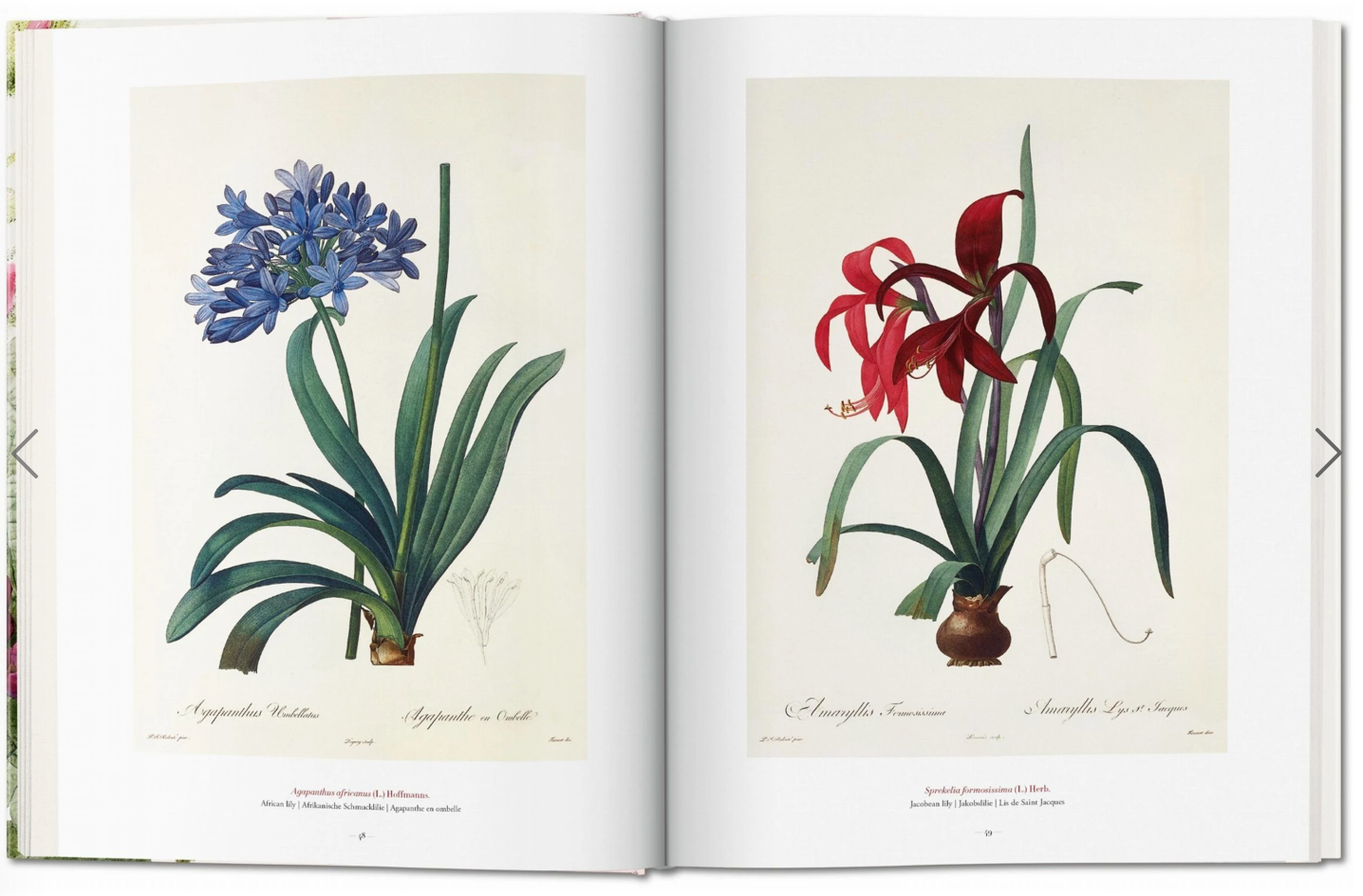 Redoute: The Book of Flowers