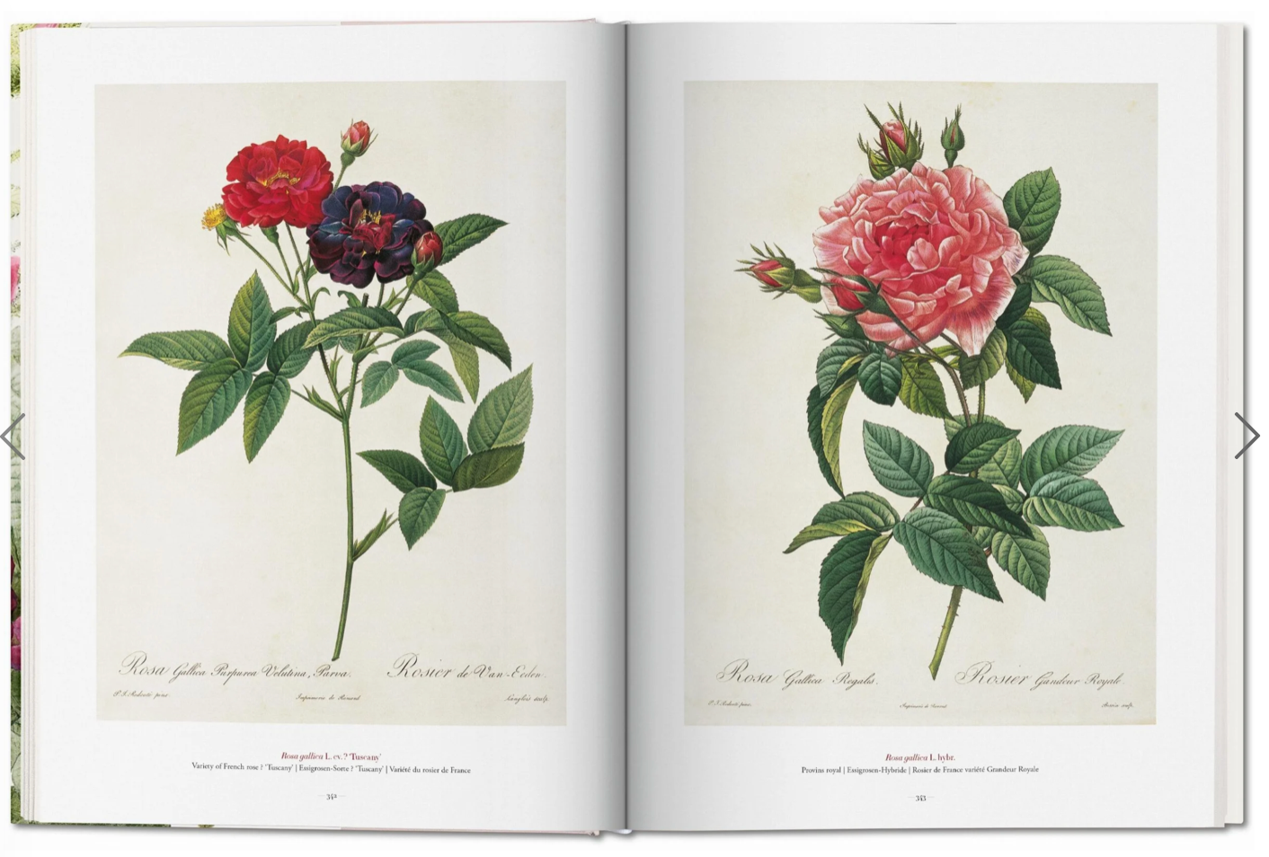 Redoute: The Book of Flowers