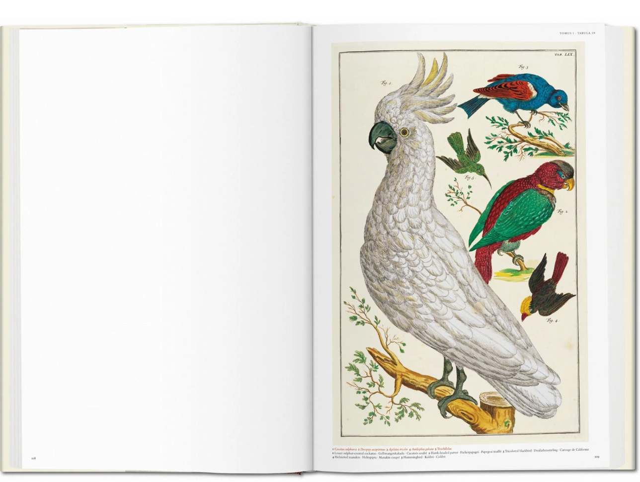 Seba. Cabinet of Natural Curiosities
