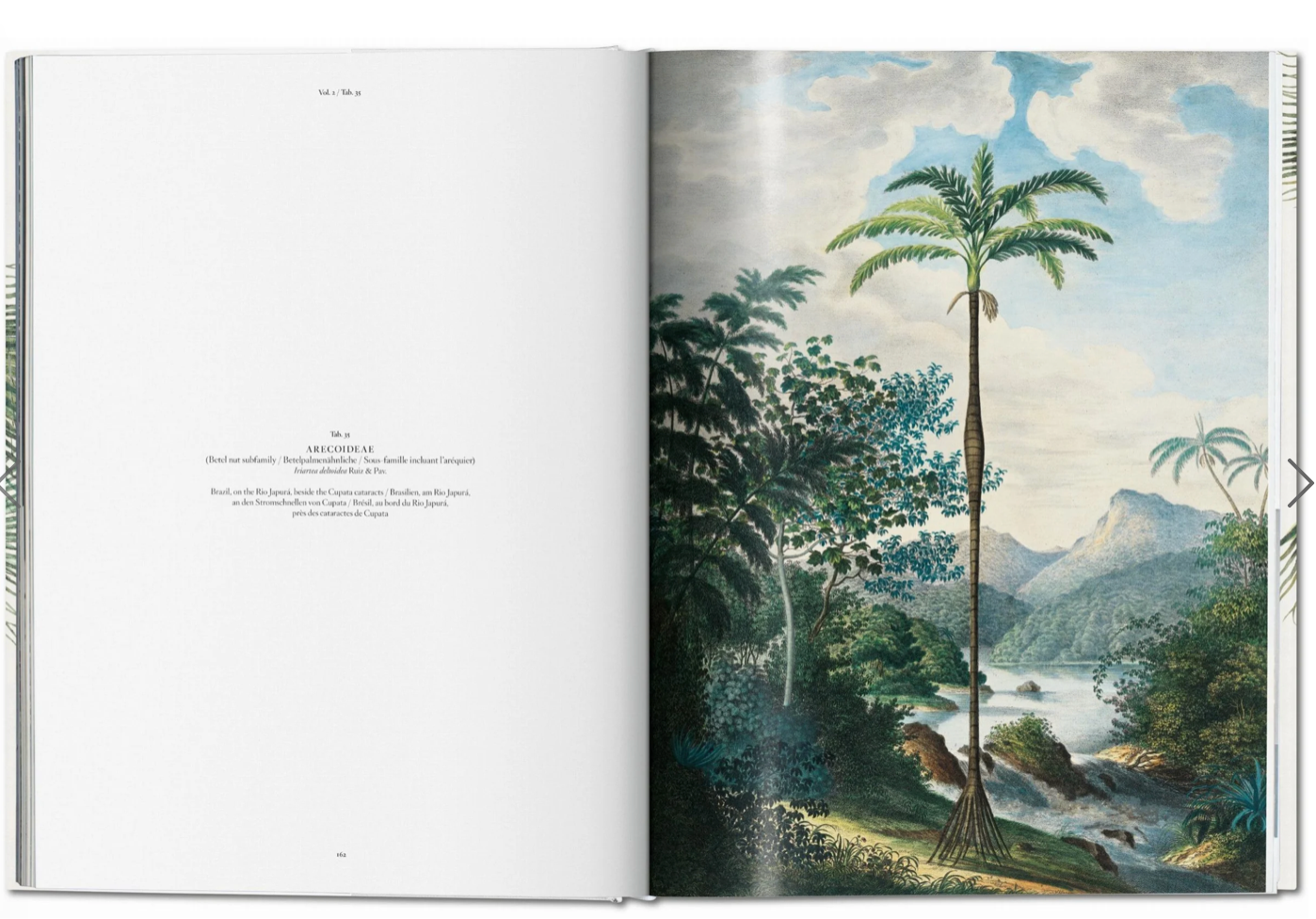 Martius: The book of Palms