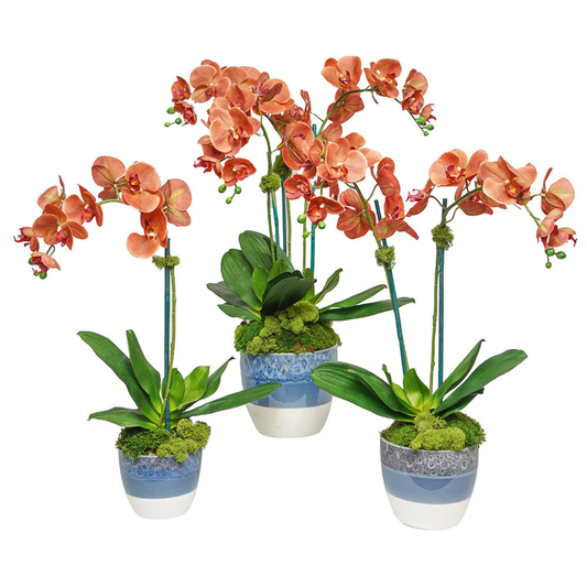 Med. White Bowl x8 Coral Orchids