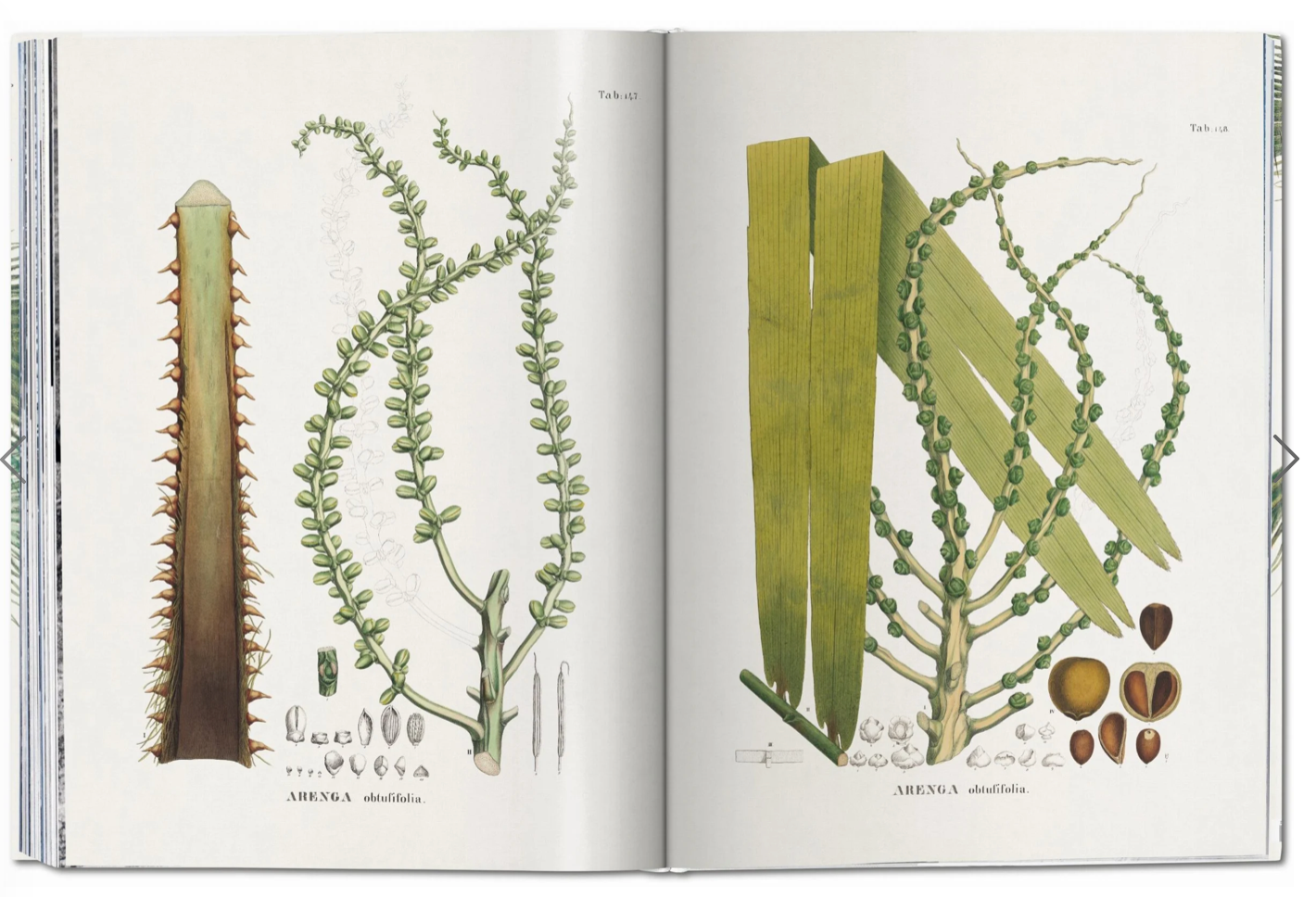 Martius: The book of Palms