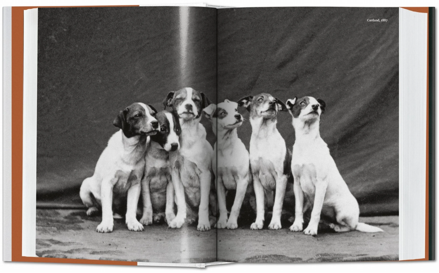 Dog in Photography Book