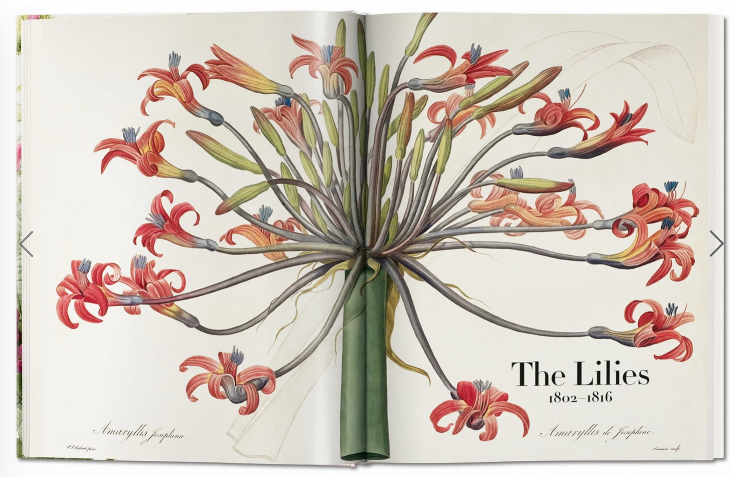 Redoute: The Book of Flowers